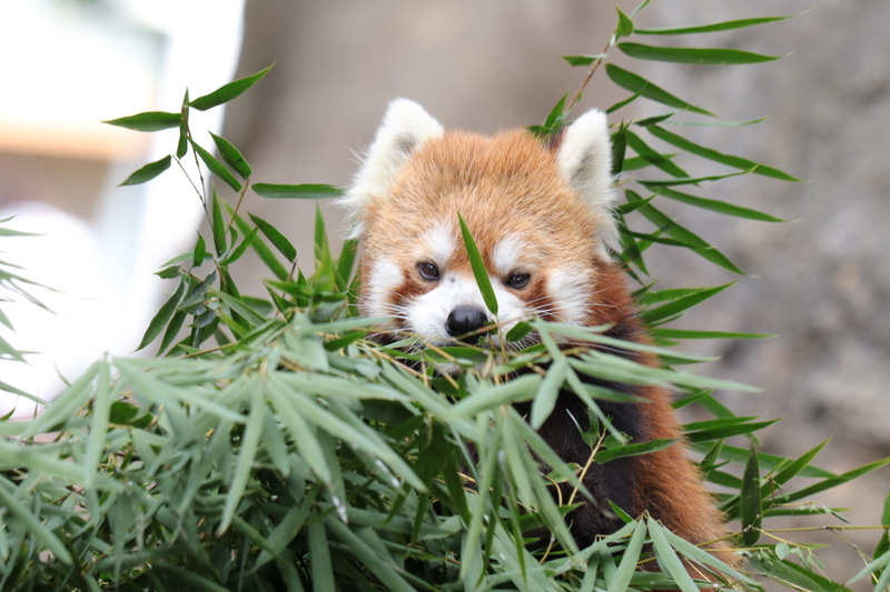 f:id:zoonimal:20201025175049j:plain f:id:zoonimal:20201025175049j:plain