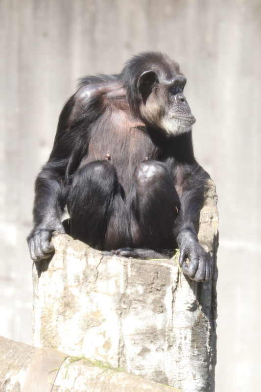 レポ 14 秋の動物園は最高です 千葉市動物公園現地レポート 10 31 動物園 大人だって動物園 レポ 14 秋の動物園は最高です 千葉市動物公園現地レポート 10 31 動物園 大人だって動物園