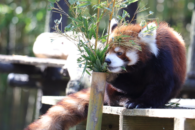 f:id:zoonimal:20201101154656j:plain f:id:zoonimal:20201101154656j:plain