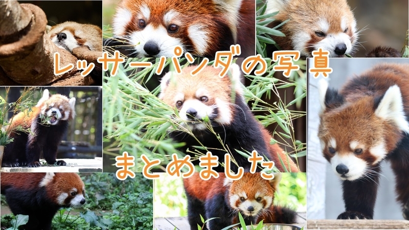 写真集 2 動物園のアイドル レッサーパンダの写真まとめ 動物園 大人だって動物園