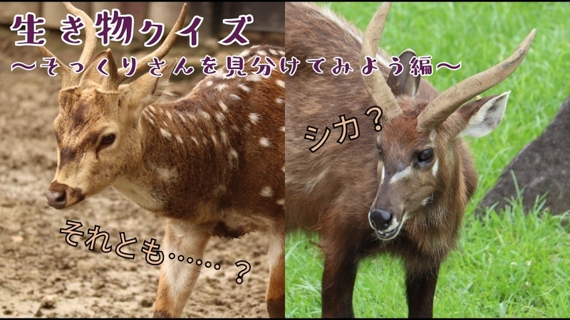 クイズ 生き物クイズ そっくりさんを見分けてみよう編 大人だって動物園