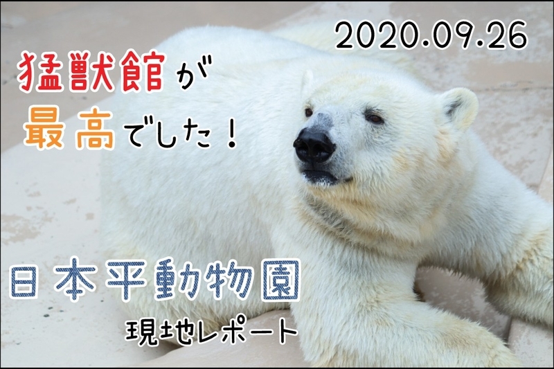 レポ 9 肉食獣が最高すぎた 日本平動物園現地レポート 09 26 動物園 大人だって動物園