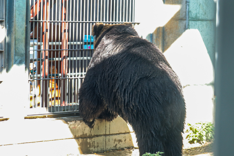 レポ 15 ヒグマにエサをあげられる 東武動物公園現地レポート 11 14 動物園 大人だって動物園 レポ 15 ヒグマにエサをあげられる 東武動物公園現地レポート 11 14 動物園 大人だって動物園
