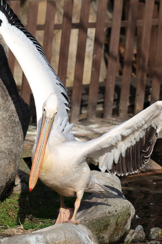 f:id:zoonimal:20210104145333j:plain