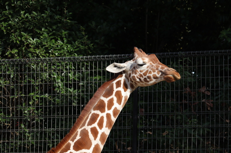 f:id:zoonimal:20210104145338j:plain