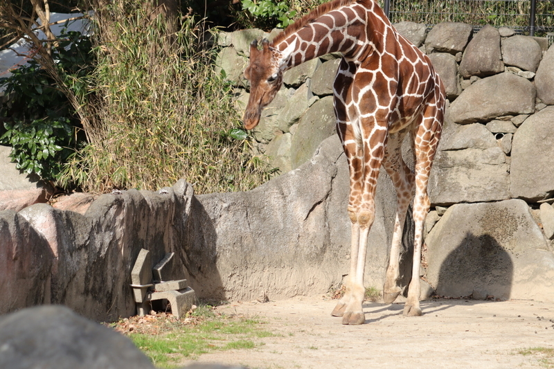 f:id:zoonimal:20210104145344j:plain