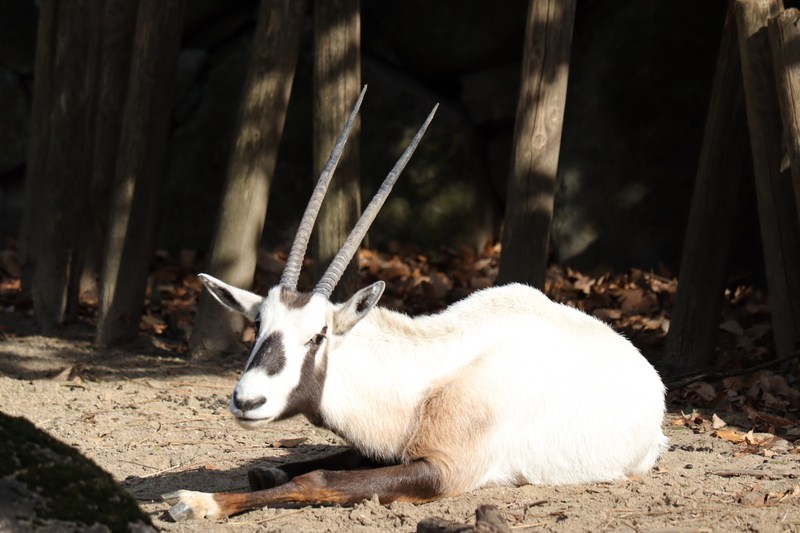 f:id:zoonimal:20210104145351j:plain