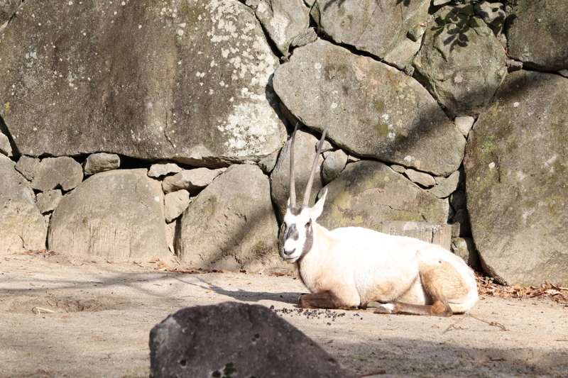 f:id:zoonimal:20210104145357j:plain