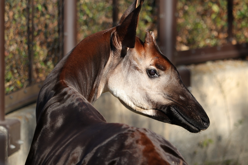 f:id:zoonimal:20210104145420j:plain