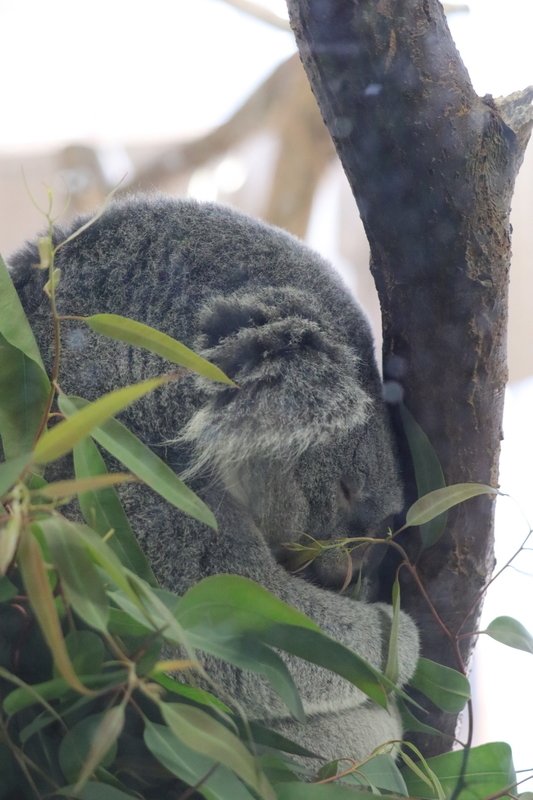 f:id:zoonimal:20210104145426j:plain