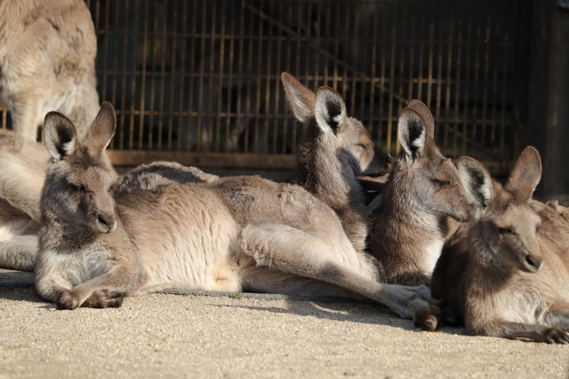 f:id:zoonimal:20210104145432j:plain