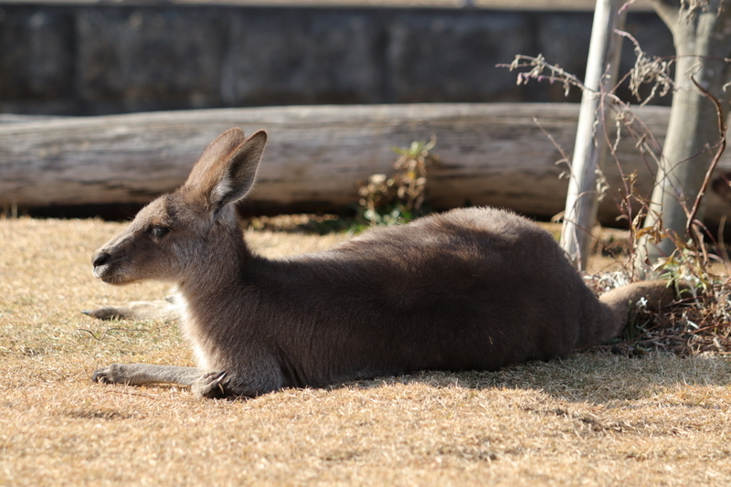 f:id:zoonimal:20210104145442j:plain