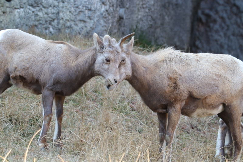 f:id:zoonimal:20210104145503j:plain