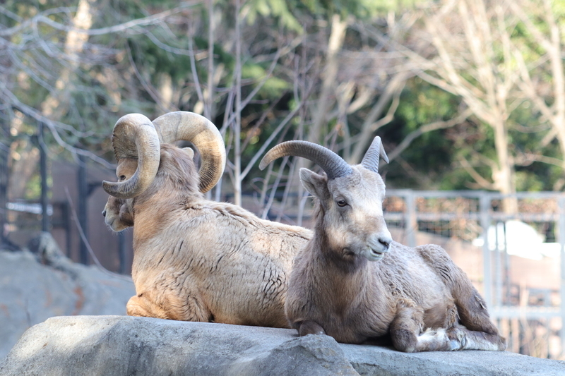 f:id:zoonimal:20210104145534j:plain