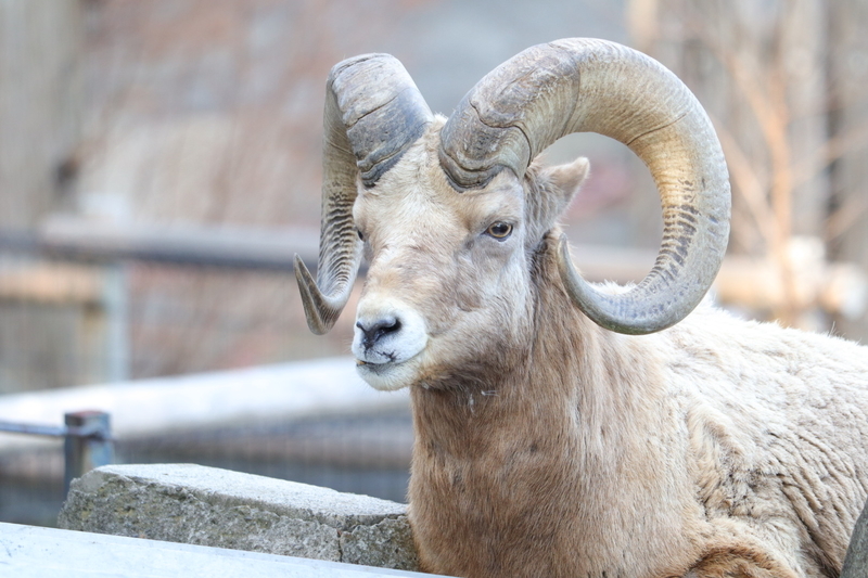 f:id:zoonimal:20210104145540j:plain