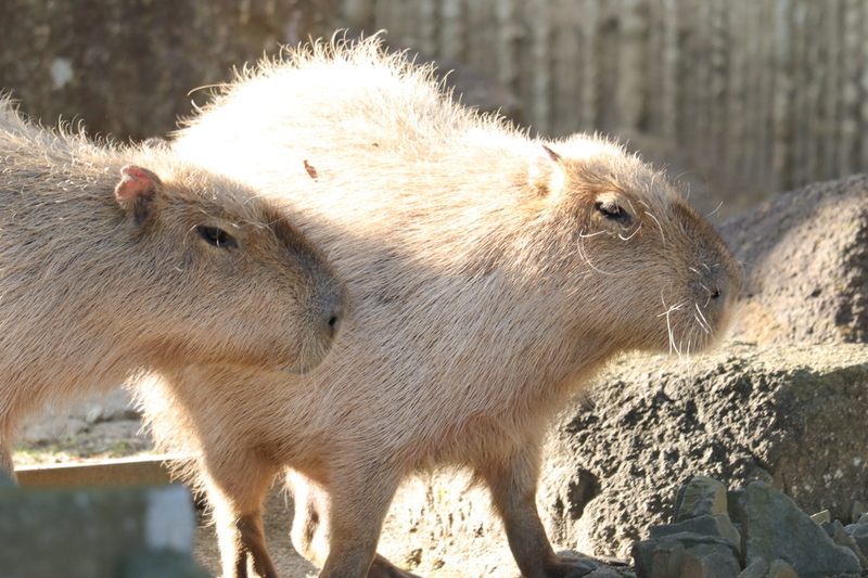 f:id:zoonimal:20210104145551j:plain