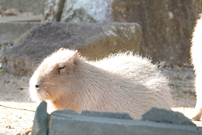 f:id:zoonimal:20210104145556j:plain