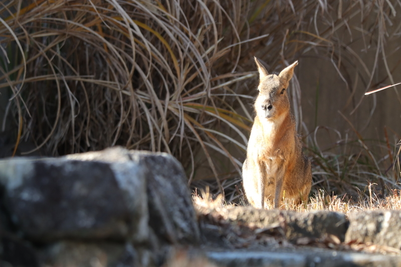 f:id:zoonimal:20210104145603j:plain