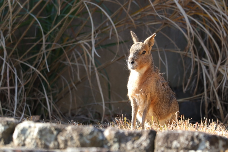 f:id:zoonimal:20210104145611j:plain