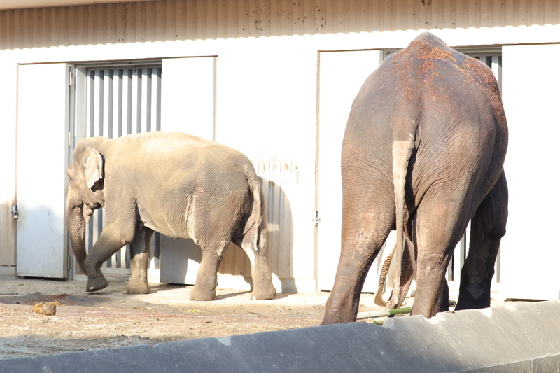 f:id:zoonimal:20210104145618j:plain