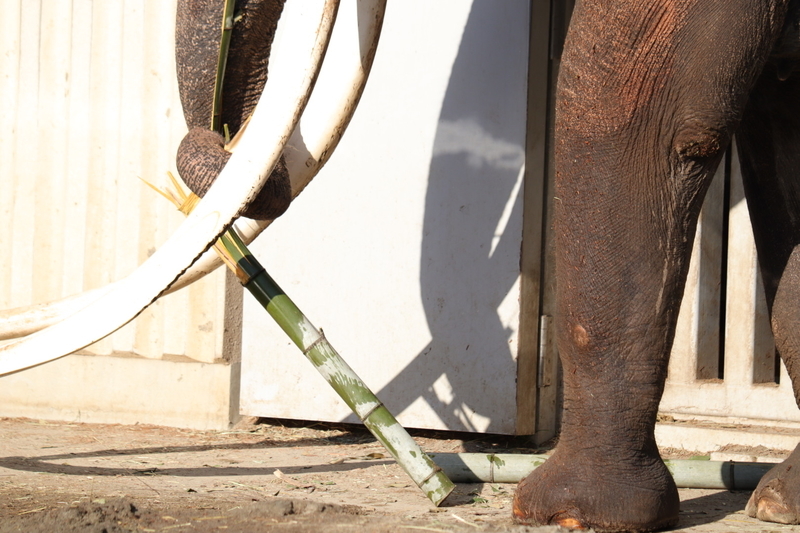 f:id:zoonimal:20210104145639j:plain