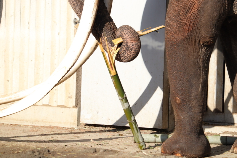 f:id:zoonimal:20210104145645j:plain