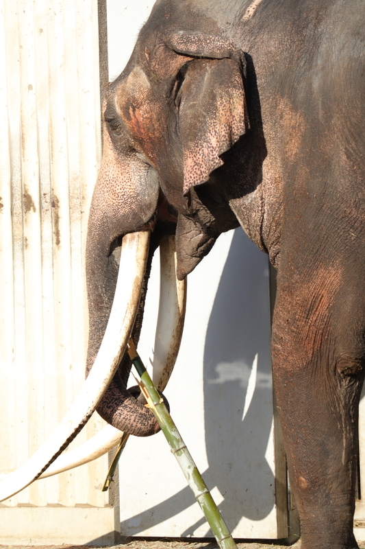 f:id:zoonimal:20210104145650j:plain