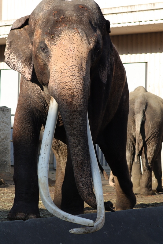 f:id:zoonimal:20210104145727j:plain