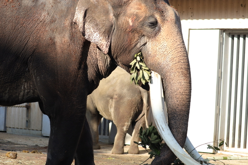 f:id:zoonimal:20210104145739j:plain