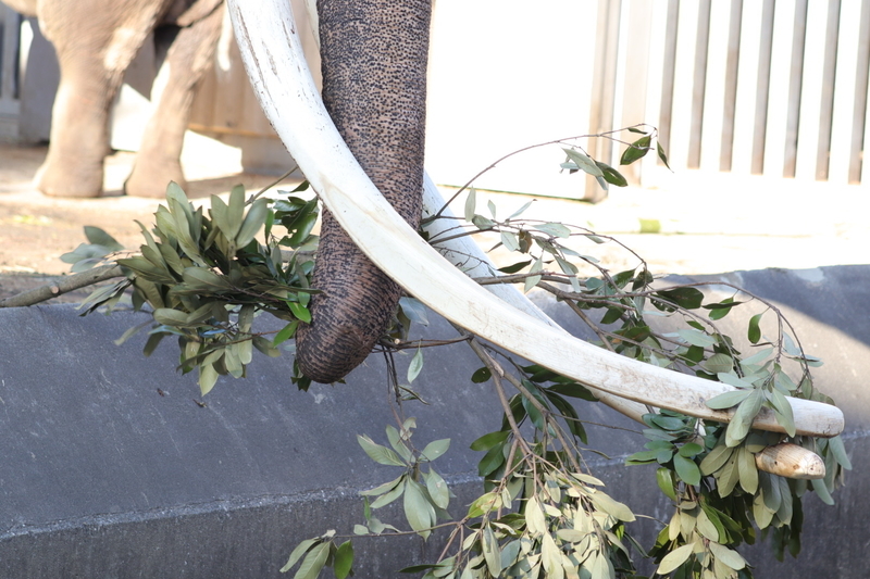 f:id:zoonimal:20210104145745j:plain