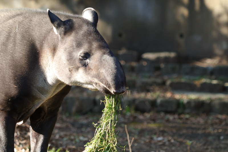 f:id:zoonimal:20210104145757j:plain