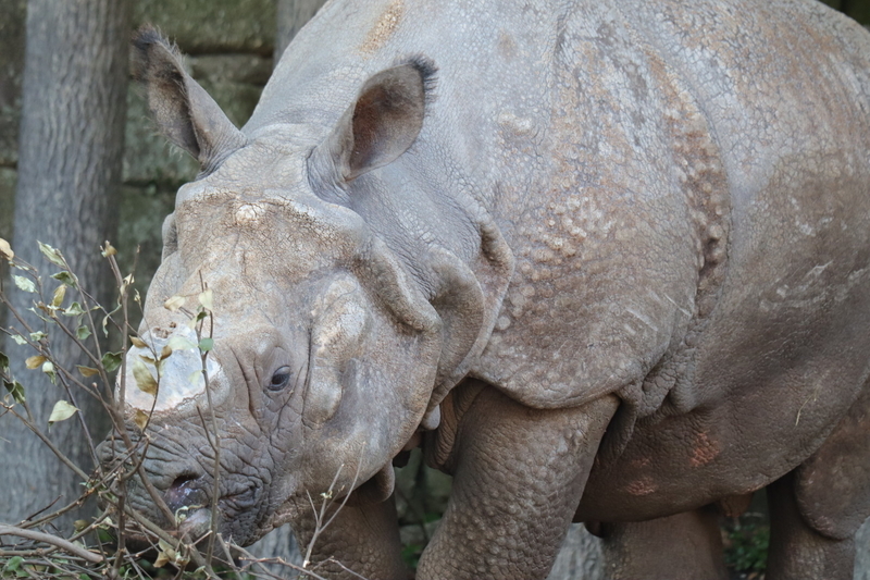 f:id:zoonimal:20210104145805j:plain