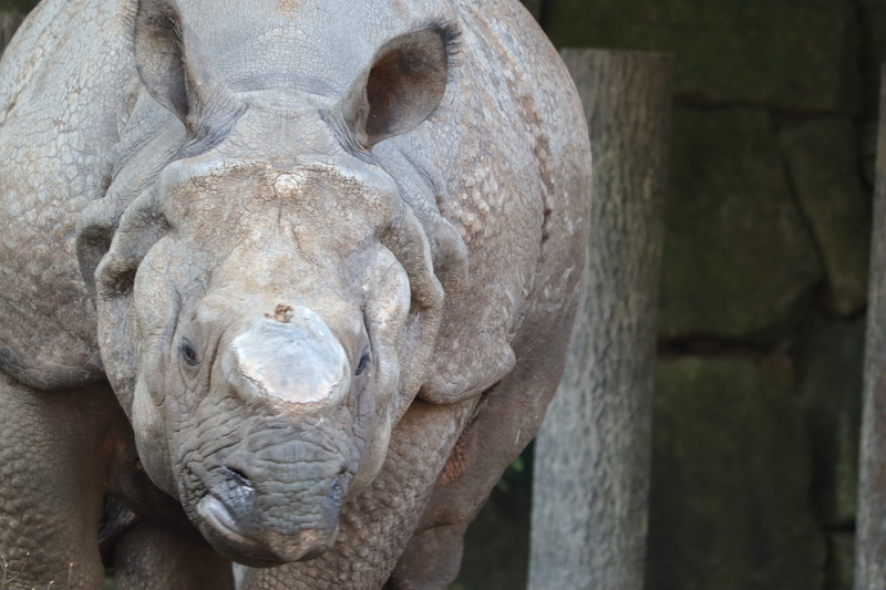 f:id:zoonimal:20210104145810j:plain