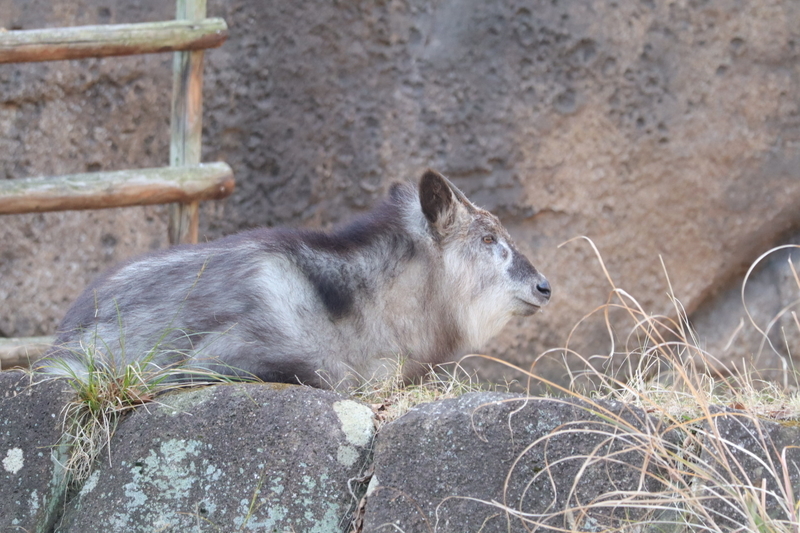 f:id:zoonimal:20210104145818j:plain