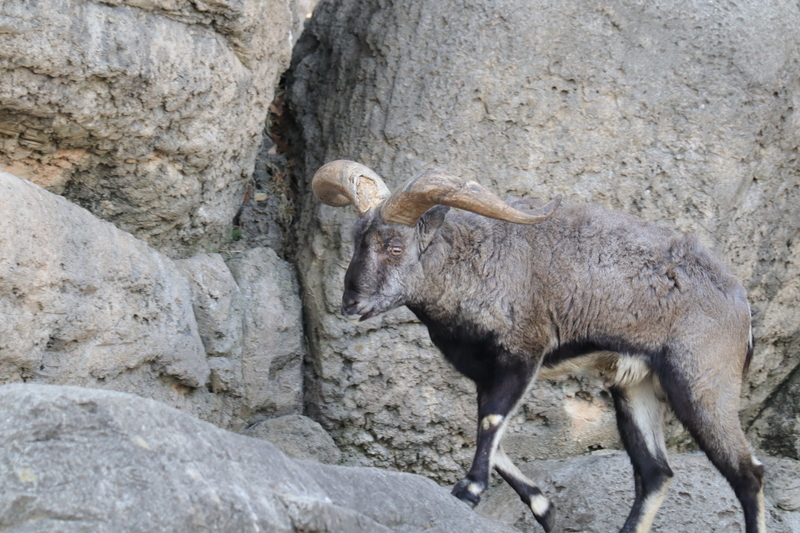 f:id:zoonimal:20210104145832j:plain