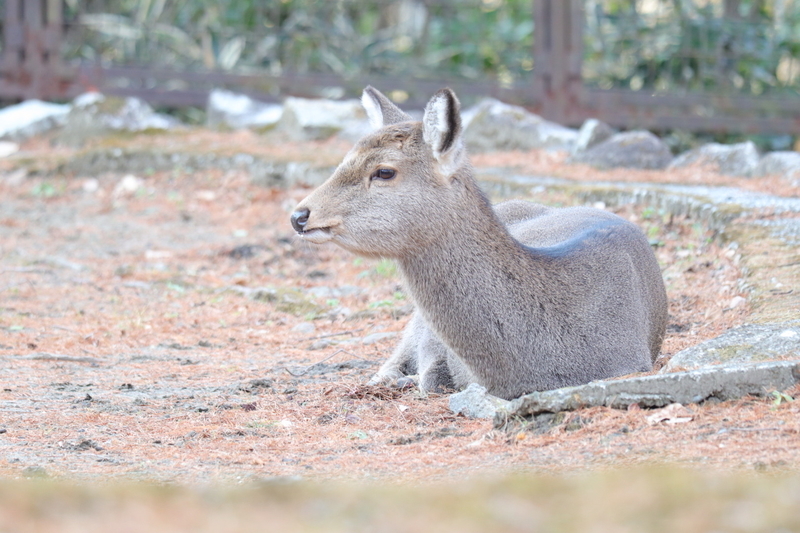 f:id:zoonimal:20210104145849j:plain