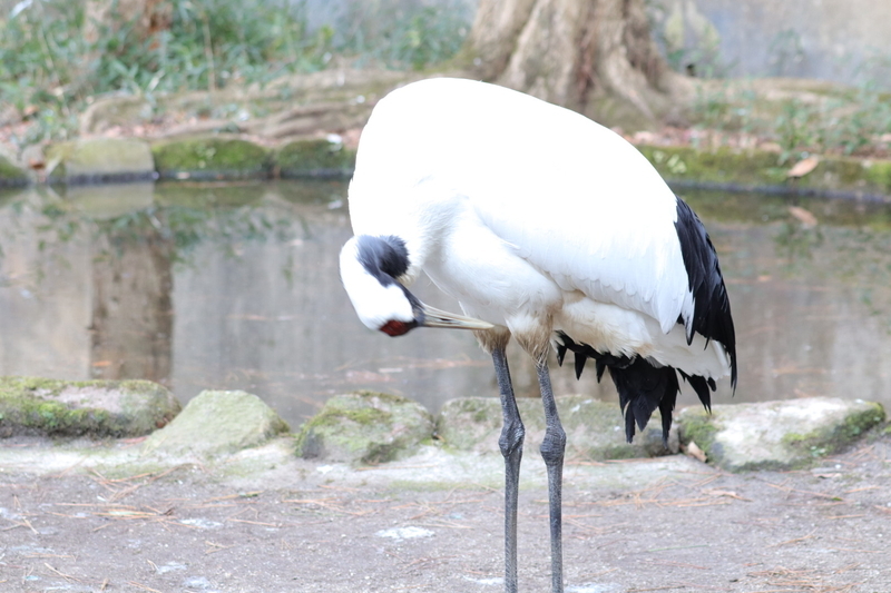 f:id:zoonimal:20210104145901j:plain