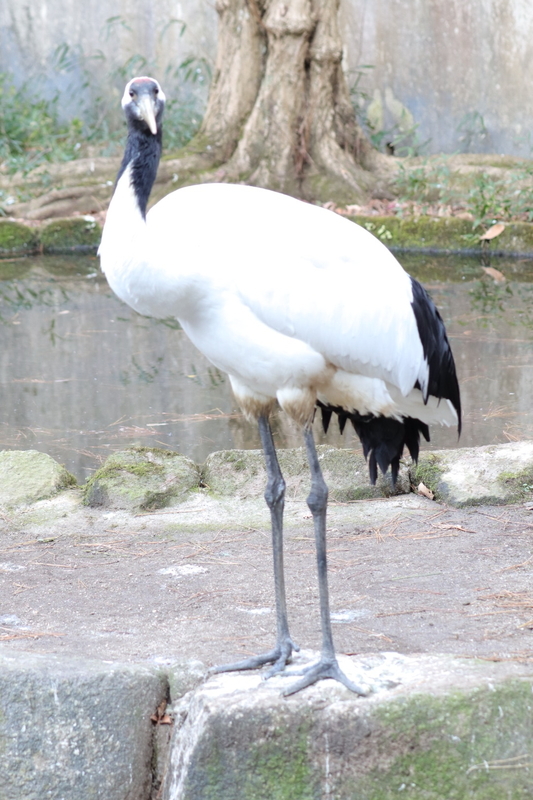 f:id:zoonimal:20210104145907j:plain