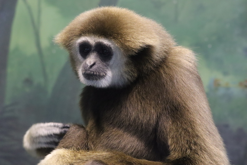 f:id:zoonimal:20210104145932j:plain