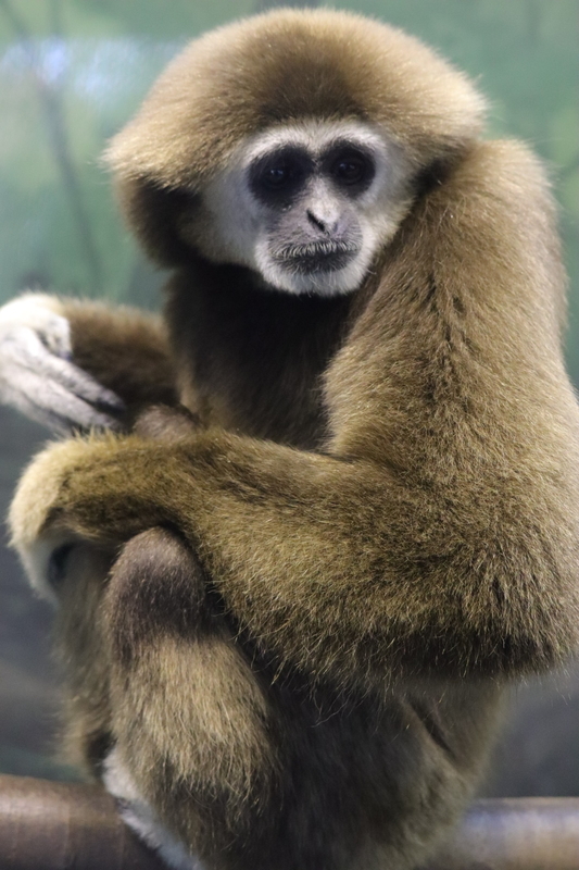 f:id:zoonimal:20210104145940j:plain