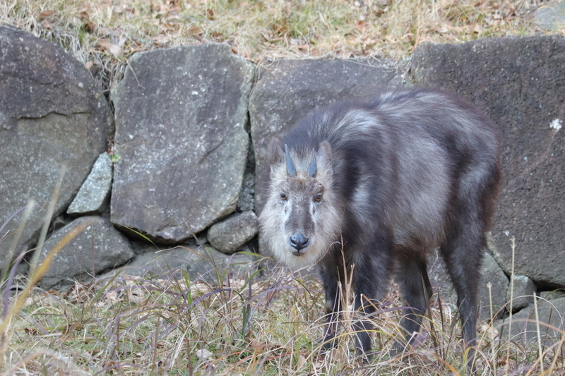 f:id:zoonimal:20210104145947j:plain