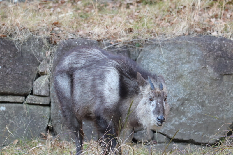 f:id:zoonimal:20210104145956j:plain