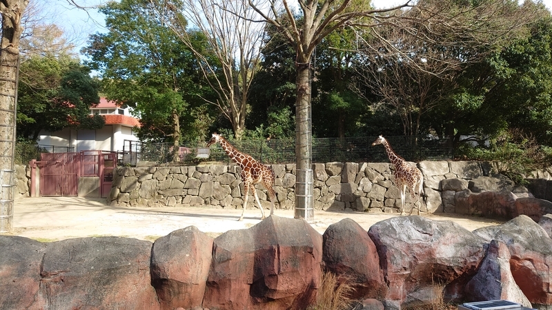 f:id:zoonimal:20210104150053j:plain