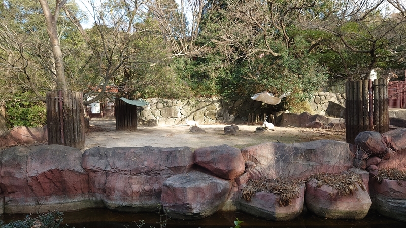 f:id:zoonimal:20210104150110j:plain