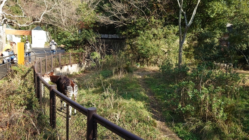 f:id:zoonimal:20210104150130j:plain