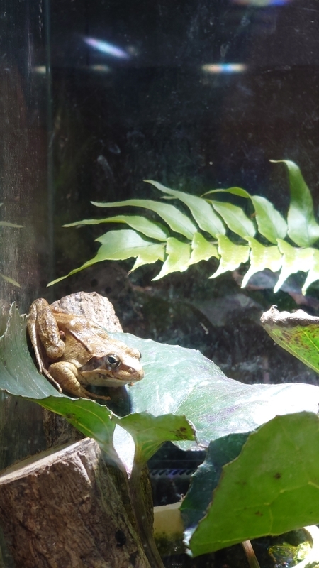 f:id:zoonimal:20210104150315j:plain