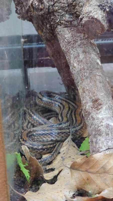 f:id:zoonimal:20210104150329j:plain