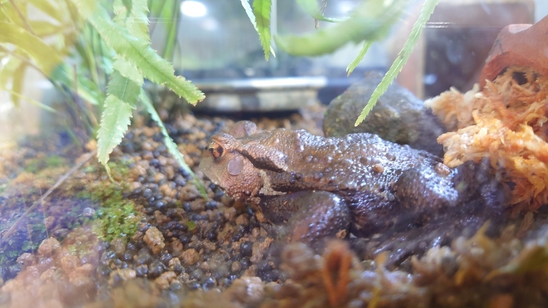 f:id:zoonimal:20210104150345j:plain