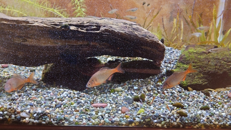 f:id:zoonimal:20210104150359j:plain