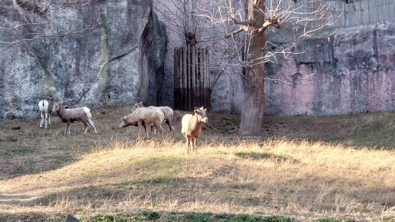 f:id:zoonimal:20210104150419j:plain